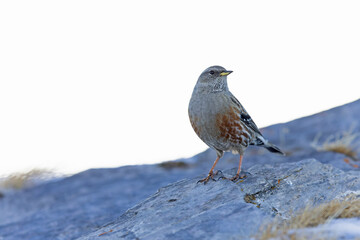 alpine accentor (Prunella collaris) in the mountains.