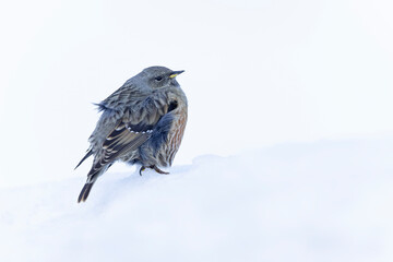 Alpine accentor (Prunella collaris) in snow.