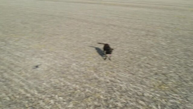 Perro corriendo un dron en el campo