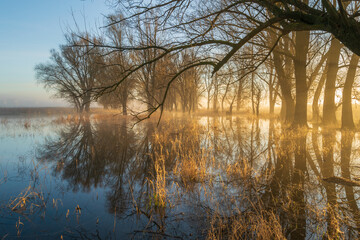 april morning in the forest