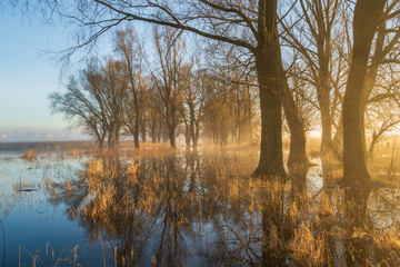 Obraz premium spring misty morning in the forest