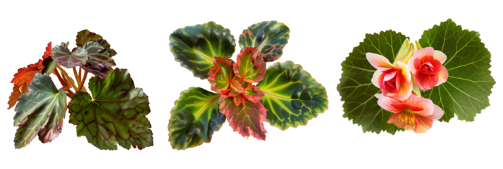 set of species of begonias, showcasing their varied leaf patterns and colorful blooms, isolated on transparent background