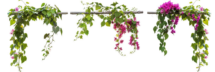 Obraz premium set of flowering vines draped over rustic trellises, combining the natural beauty of blooms with structured greenery, isolated on transparent background