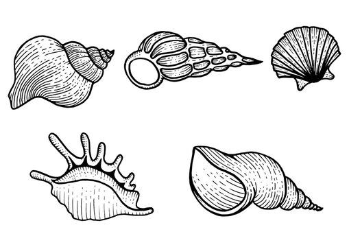 Sea shell set sketch engraving PNG illustration. Scratch board style imitation. Black and white hand drawn image.
