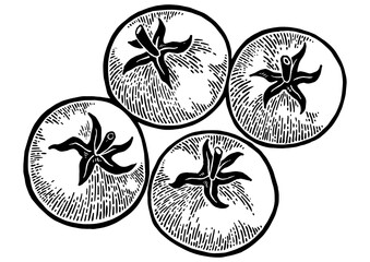 Tomato plant sketch engraving PNG illustration. Scratch board style imitation. Hand drawn image.