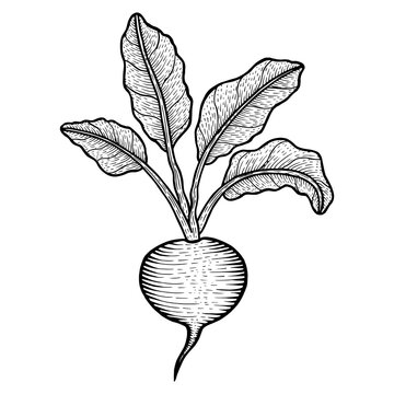 Beetroot beet vegetable plant sketch engraving PNG illustration. Scratch board style imitation. Hand drawn image.