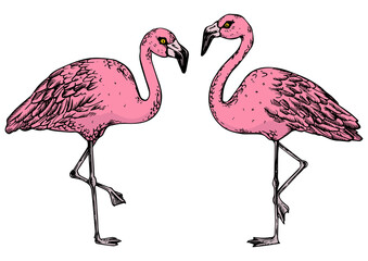 Flamingo bird color sketch engraving PNG illustration. Scratch board style imitation. Black and white hand drawn image.