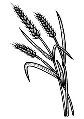 Fototapeta premium Wheat ear spikelet sketch engraving PNG illustration. Scratch board style imitation. Black and white hand drawn image.