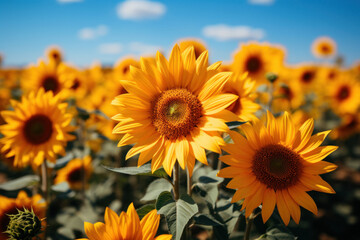 Fototapeta premium A field of sunflowers on the background of a picturesque landscape