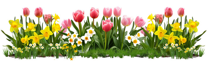 Set of spring flower beds, each bursting with tulips and daffodils against fresh green leaves, isolated on transparent background