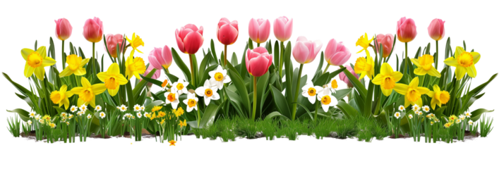 Set of spring flower beds, each bursting with tulips and daffodils against fresh green leaves, isolated on transparent background