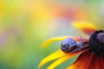 Snail in spiral shell on bright orange rudbeckia flower. Soft, selective focus, blurring. Macro, close-up. Text place, copy space - obrazy, fototapety, plakaty