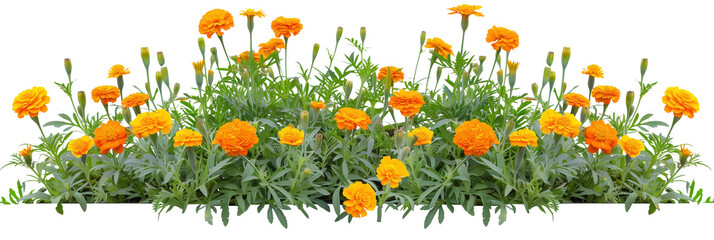 Marigold bed featuring an array of vibrant orange and yellow blooms, ideal for repelling garden pests, isolated on transparent background