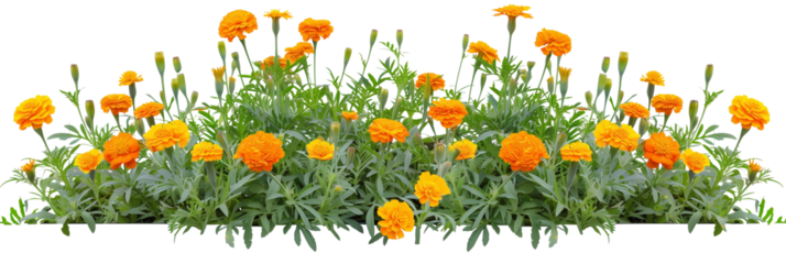 Marigold bed featuring an array of vibrant orange and yellow blooms, ideal for repelling garden pests, isolated on transparent background