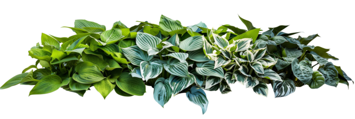 Hosta bed displaying a variety of leaf patterns and colors, from deep green to variegated whites and blues, ideal for shade gardens, isolated on transparent background