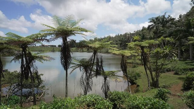 View of Bois Cheri Tea plantation, Savanna District, Mauritius, Indian Ocean, Africa