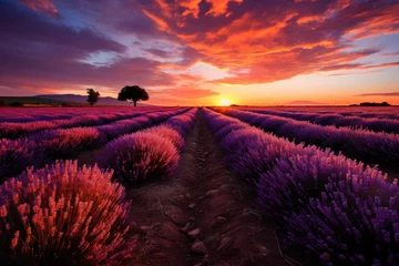 Poster Picturesque field of lavender on the background of beautiful nature © sofiko14