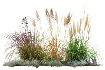 Tall ornamental grass bed featuring varieties such as feather reed and blue fescue, adding elegance and texture to garden landscapes, isolated on transparent background
