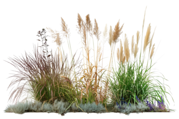 Tall ornamental grass bed featuring varieties such as feather reed and blue fescue, adding elegance and texture to garden landscapes, isolated on transparent background