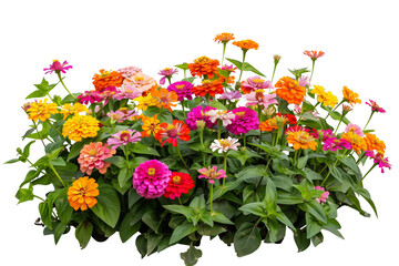 Colorful zinnia flower bed, bursting with blooms in shades of orange, pink, and yellow, perfect for a summer garden, isolated on transparent background