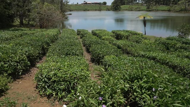 View of Bois Cheri Tea plantation, Savanna District, Mauritius, Indian Ocean, Africa