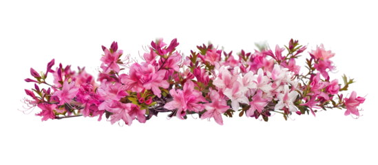 Close-up of a vibrant azalea bush, full of pink and white blossoms, signaling the start of spring, isolated on transparent background