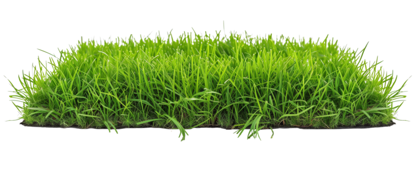 Lush green turf grass, perfectly manicured for a classic suburban lawn, showing uniformity and vibrant color, isolated on transparent background