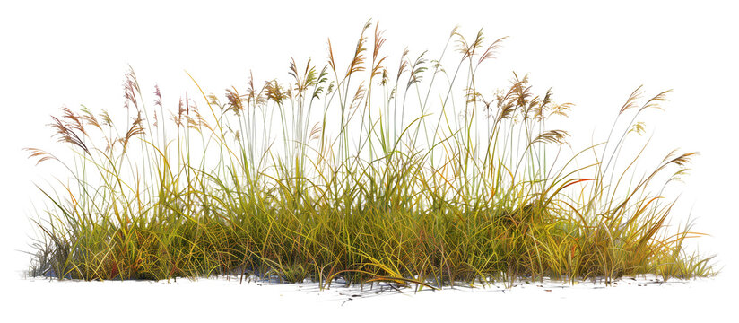 Mixed prairie grass bed featuring tall bluestem and switchgrass, ideal for natural landscaping and erosion control, isolated on transparent background