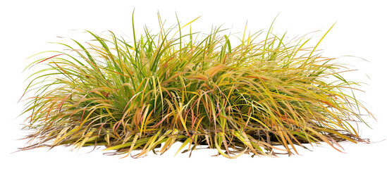Patch of Japanese forest grass, showcasing its bright golden hues and graceful growth habit, ideal for shade gardens, isolated on transparent background