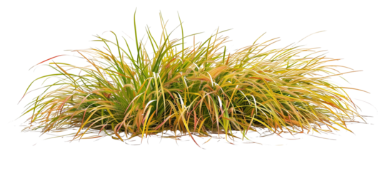 Patch of Japanese forest grass, showcasing its bright golden hues and graceful growth habit, ideal for shade gardens, isolated on transparent background