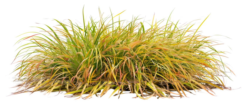 Patch of Japanese forest grass, showcasing its bright golden hues and graceful growth habit, ideal for shade gardens, isolated on transparent background