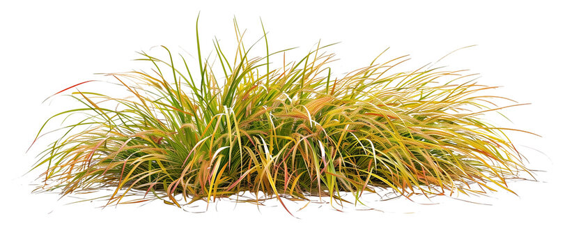 Patch of Japanese forest grass, showcasing its bright golden hues and graceful growth habit, ideal for shade gardens, isolated on transparent background
