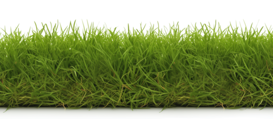 Strip of bentgrass, often used on golf course greens for its fine texture and high tolerance to close mowing, isolated on transparent background