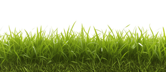 Area covered with ryegrass, valued for its fast growth and ability to improve soil health, commonly used in overseeding lawns, isolated on transparent background