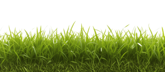 Area covered with ryegrass, valued for its fast growth and ability to improve soil health, commonly used in overseeding lawns, isolated on transparent background