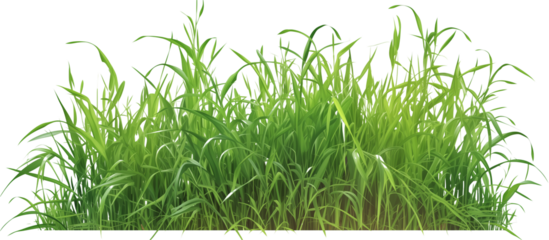 Area covered with ryegrass, valued for its fast growth and ability to improve soil health, commonly used in overseeding lawns, isolated on transparent background