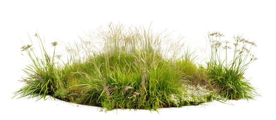 Circular arrangement of various meadow grasses, creating a focal point in a community green space, isolated on transparent background