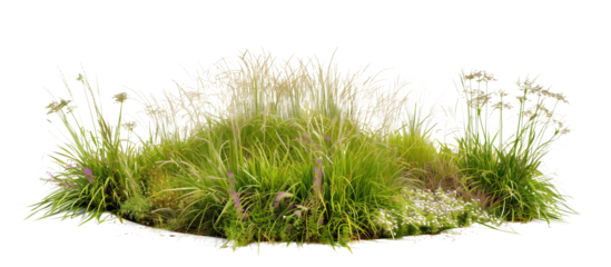 Circular arrangement of various meadow grasses, creating a focal point in a community green space, isolated on transparent background