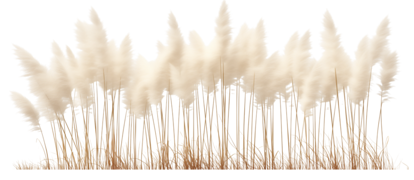 Field of pampas grass, with its iconic tall and fluffy seed heads, used in landscaping and as dried floral arrangements, isolated on transparent background