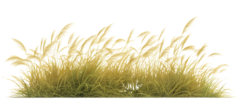 Growth of buffalo grass, a native prairie grass, known for its drought resistance and less frequent mowing needs, isolated on transparent background