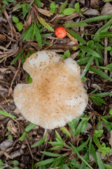 Brazilian Mushroom
This plant is very comon in brazilian savannah.