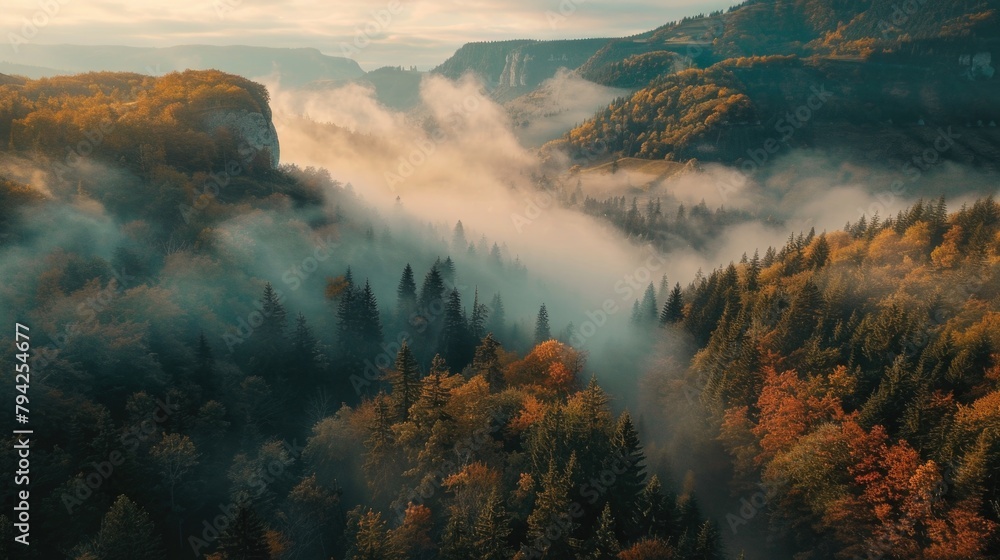 Poster A misty forest with dense trees, creating a mysterious atmosphere. Suitable for nature or fantasy themed projects