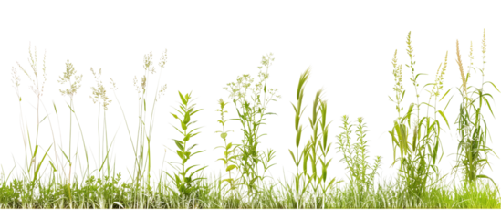 Gradient of grass heights ranging from low-growing thyme to tall feather reed grass, showcasing ecological succession, isolated on transparent background