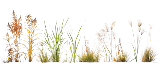 Collection of native prairie grasses featuring bluestem, prairie dropseed, and Indian grass, preserved for educational purposes, isolated on transparent background