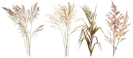 Collection of native prairie grasses featuring bluestem, prairie dropseed, and Indian grass, preserved for educational purposes, isolated on transparent background