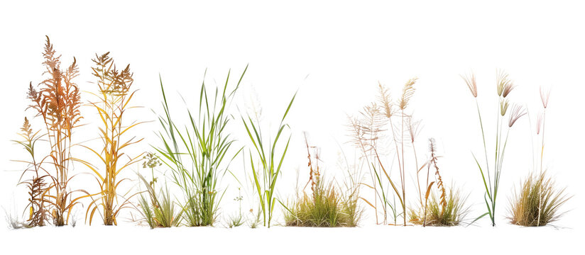 Collection of native prairie grasses featuring bluestem, prairie dropseed, and Indian grass, preserved for educational purposes, isolated on transparent background