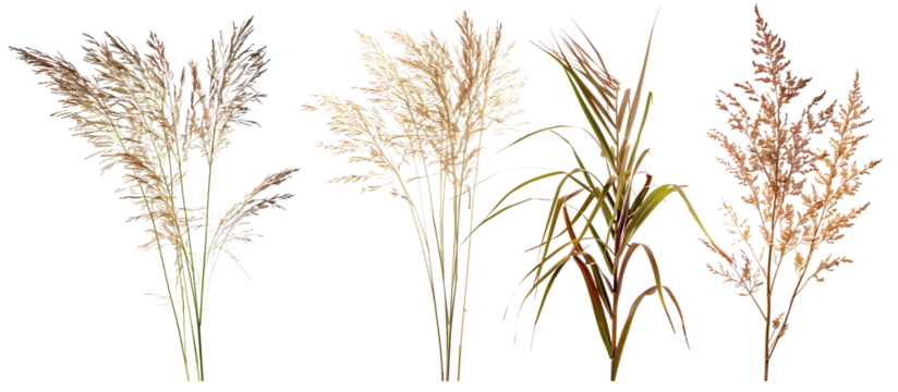 Collection of native prairie grasses featuring bluestem, prairie dropseed, and Indian grass, preserved for educational purposes, isolated on transparent background