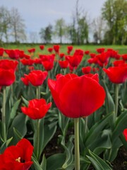Tulips, flowers, red 