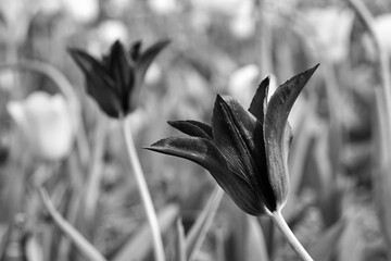 black blooming tulip flower in spring garden
