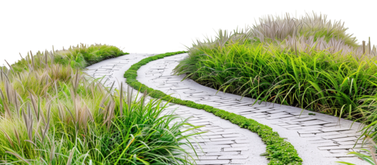 Zigzag pathway lined with alternating species of ornamental grasses, each adding a unique rhythm to the landscape, isolated on transparent background